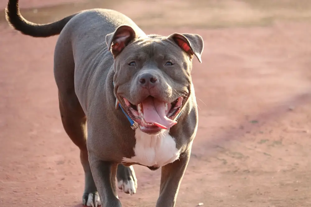 「比特犬」5 大介紹