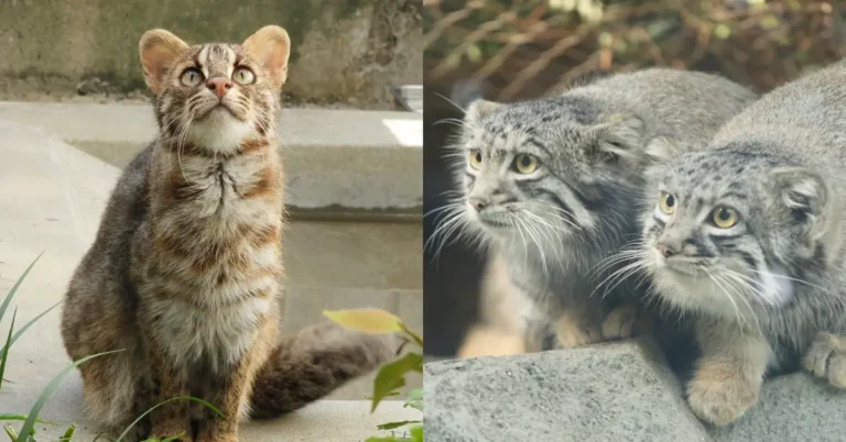 日本關西 5 大「動物園」推薦