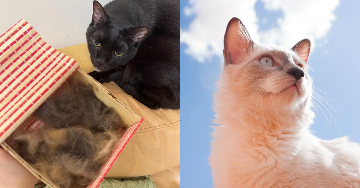 想做貓毛氈？「貓咪換季掉毛」別亂收集