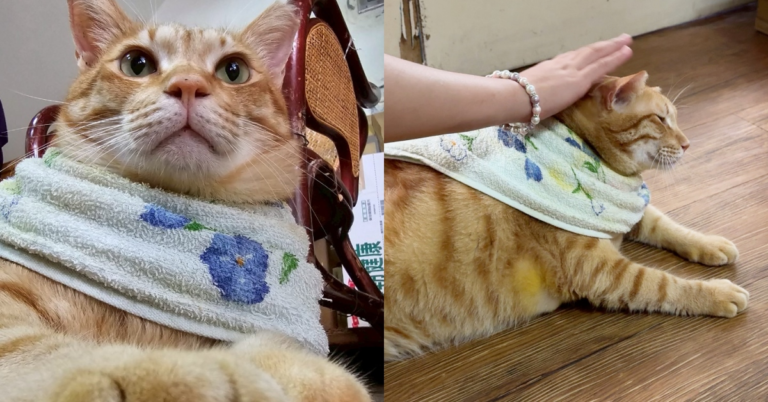 澎湖隱藏景點「大橘為重」