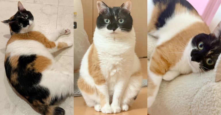 「賓士橘貓」推特大爆紅！