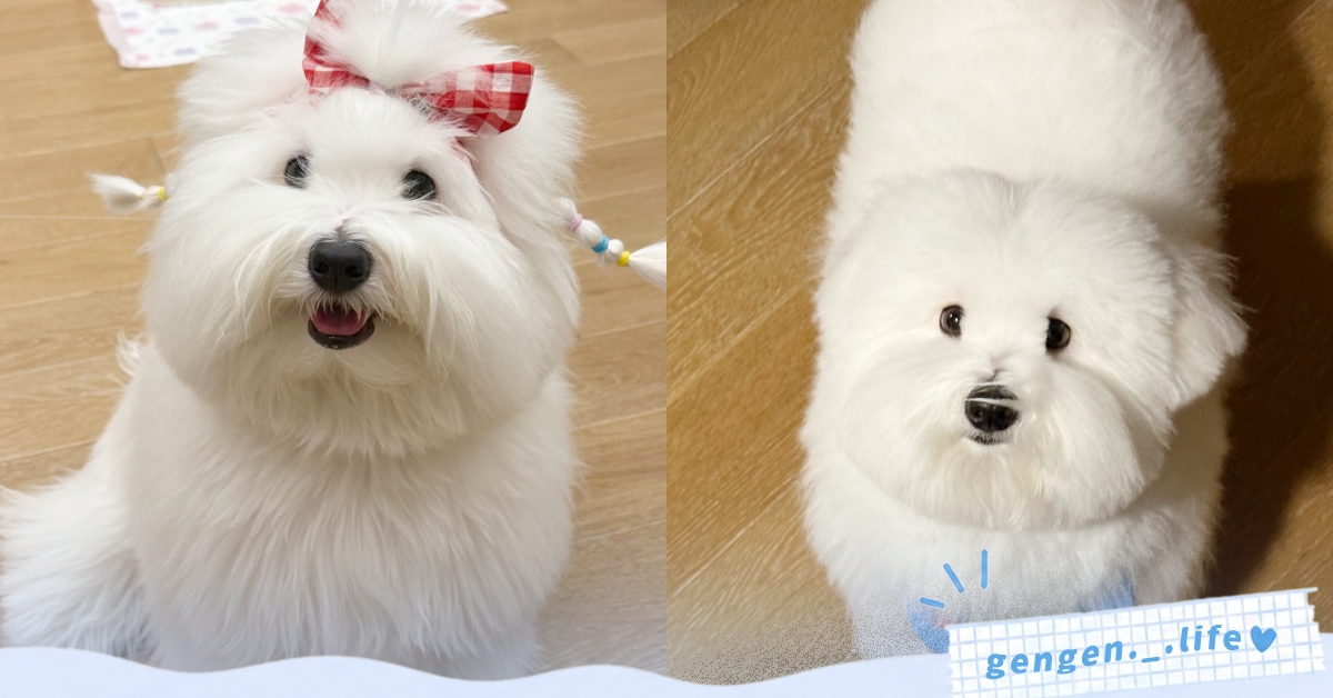 「棉花面紗犬」5 大介紹