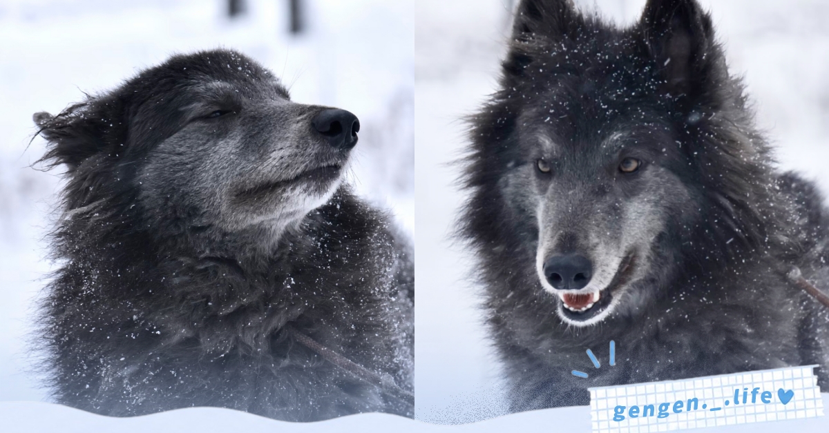 「藍灣牧羊犬」5 大介紹